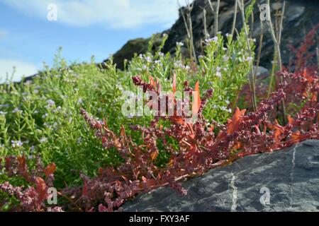 Speer-leaved Gartenmelde (Atriplex Prostrata) und Meer-Rakete (Cakile Maritima) Klumpen Blüte hoch am Strand unter einem Felsen, UK Stockfoto