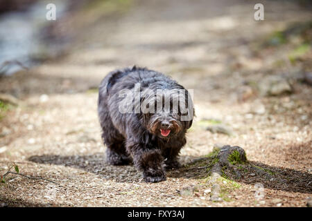 Havaneser Hund bei einem Spaziergang auf einem Weg im Wald Stockfoto