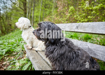 Schwarz und weiß Havenese Hunde sitzen auf einer Bank sieht weit Stockfoto