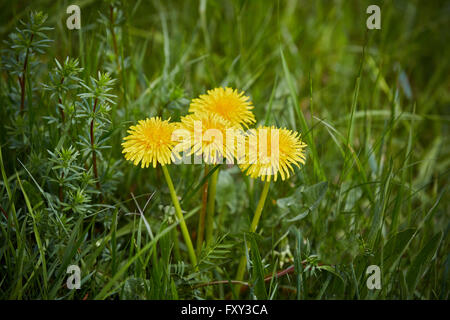 Gruppe von Löwenzahn die grüne Gras der Wiesen Stockfoto