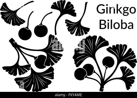 Ginkgo Biloba Blätter Piktogramme Stock Vektor