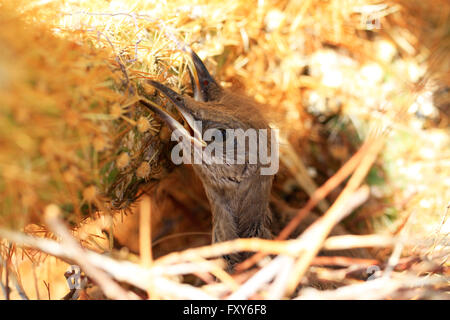 Kürzlich geschlüpften Jungvögel sitzen in einem Nest in ein Kaktus in Scottsdale, Arizona gemacht Stockfoto