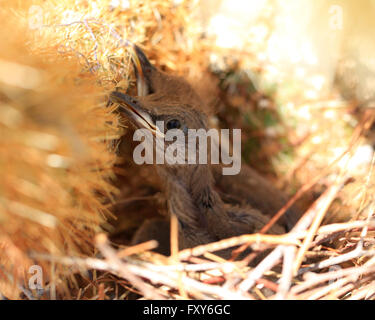 Kürzlich geschlüpften Jungvögel sitzen in einem Nest in ein Kaktus in Scottsdale, Arizona gemacht Stockfoto