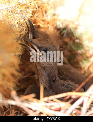 Kürzlich geschlüpften Jungvögel sitzen in einem Nest in ein Kaktus in Scottsdale, Arizona gemacht Stockfoto