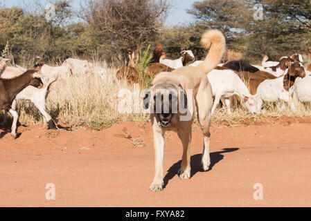 Ein Kangal Vieh bewachenden Hund wechselt zwischen einer Schafherde Damara Fett-tailed, Namibia, Juni Stockfoto