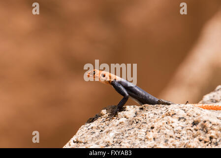 Afrikanische Readhead Agama (Agama Agama) Porträt sitzen auf Felsen Stockfoto