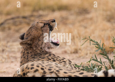 Gepard (Acinonyx Jubatus) Gähnen zeigt Zähne nach dem Essen, Namibia Stockfoto