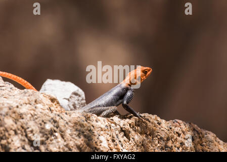 Afrikanische Readhead Agama (Agama Agama) Porträt sitzen auf Felsen Stockfoto