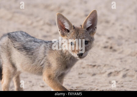 Young Black-backed Schakal Pup (Canis Mesomelas) blickt sich neugierig in die Kamera, Botswana, 2015 Stockfoto