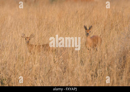 Monogomous paar Steinböckchen (Raphicerus Campestris) stehen im Rasen, Namibia Stockfoto