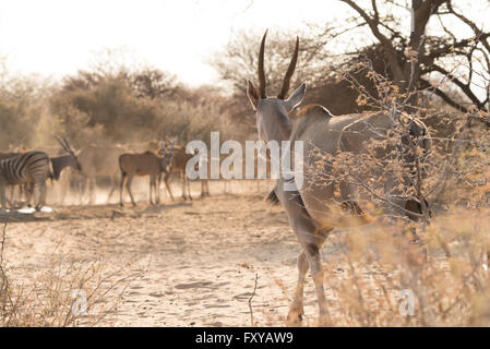 Eland Gruppe (Tauro Oryx) von Erwachsenen und Kälber am Wasserloch, Namibia Stockfoto