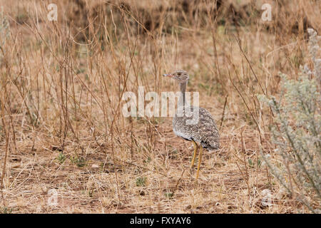 Weiblichen nördlichen schwarzen Korhaan (Afrotis Afraoides) im Sandveld Namibia Stockfoto