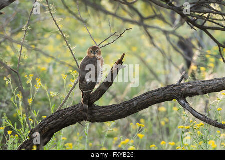 Juvenile Gabar Goshawk (Micronisus Gabar) thront in dichten Wäldern, Namibia Stockfoto