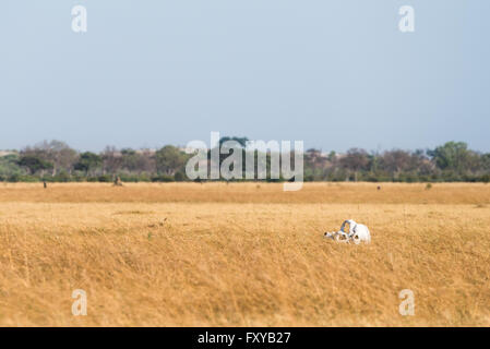 Elefant (Loxodonta Africana) Schädel sitzen in trockene Savuti Marsh im Chobe Nationalpark, Botswana, November Stockfoto