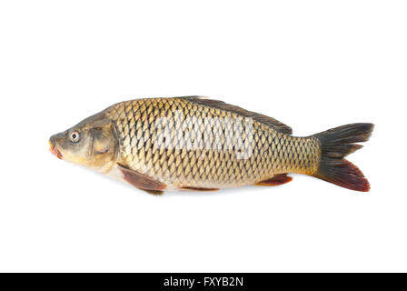 Karpfen-Fluss lebenden Fischen auf einem weißen Hintergrund. Stockfoto