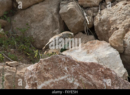 Steinkauz Athene Noctua Essen eine ägyptische Heuschrecke Anacridium Aegyptiacum Anarita Zypern Frühling Stockfoto