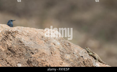 Männlichen blauen Rock Soor Monticola Solitarius stolzierte durch spielte Agama Echse Laudakia Stellio Cypriaca Agia Vavara Zypern Frühling Stockfoto