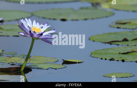 Riesige Seerose - Nymphaea Gigantea - in einer australischen Billabong oder Feuchtgebiet Lagune. Stockfoto