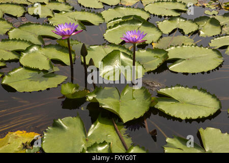 Sri Lanka, Kandy, Pilimathalawa, Gadladeniya Tempel, Lotusblüten in Teich Stockfoto