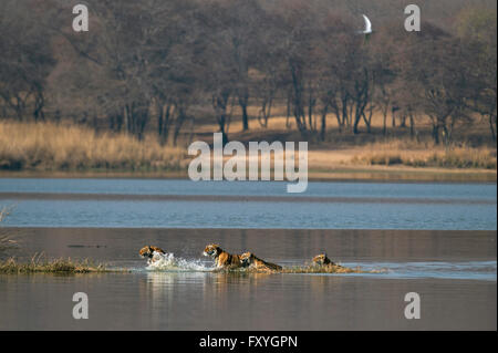 Wilden indischen Tiger oder Königstiger, Familie Tiger (Panthera Tigris Tigris), erwachsenes Weibchen mit drei jungen, quer durch die Stockfoto