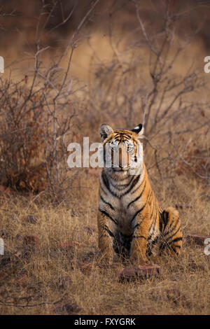 Sub-adulten Bengal oder indischer Tiger (Panthera Tigris Tigris) sitzen auf trockenen Rasen in den Wäldern des Ranthambhore National Park Stockfoto