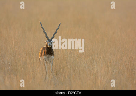 Blackbuck (magische Cervicapra), Männlich, im Tal Chhapar Grasland von Rajasthan, Indien Stockfoto