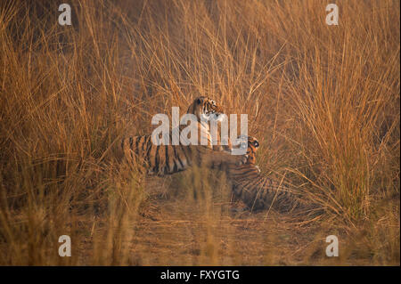 Wilden Bengal Tiger (Panthera Tigris Tigris) Erwachsenfrau spielen mit ihr junges im Grasland an einem nebligen Morgen in Ranthambore Stockfoto