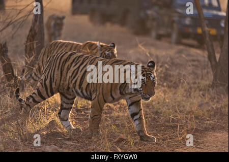 Touristenfahrzeuge nach drei Sub-adulten Bengal Tiger (Panthera Tigris Tigris) auf einer Tiger-Safari in Ranthambhore Tiger Stockfoto