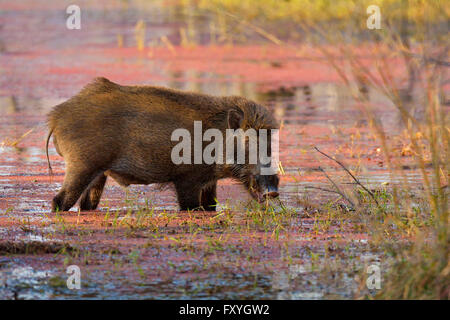 Wildschwein (Sus Scrofa) Fütterung in den flachen Azalee bewachsenen Gewässern von einem See, Ranthambhore National Park, Rajasthan, Indien Stockfoto