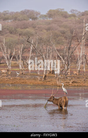 Sambar Deer (Cervus unicolor Niger Syn Rusa unicolor), Hirsch Beweidung in den Gewässern des Sees, mit einem Graureiher thront auf seine Stockfoto