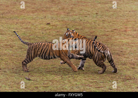 Zwei Bengal Tiger (Panthera Tigris Tigris), Halbwüchsige Jungen spielen kämpfen in einem trockenen Seegrund Ranthambhore National Park, Rajasthan Stockfoto