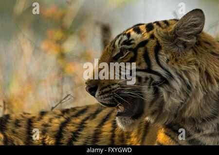 Den Kopf Schuss eine juvenile wilden Bengal Tiger (Panthera Tigris Tigris), im Wald, Ranthambhore National Park, Rajasthan, Indien Stockfoto