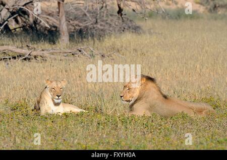 Löwen (Panthera Leo) paar, männlich und weiblich, liegend in Rasen, Kgalagadi Transfrontier Park, Northern Cape, Südafrika Stockfoto