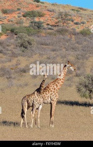 Giraffen (Giraffa Plancius), männlich und weiblich, stehend in den Trockenrasen Kgalagadi Transfrontier Park, Northern Cape Stockfoto