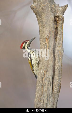 Schwarz-Psephotus Flameback oder weniger Golden-backed Woodpecker (Dinopium Benghalense) auf einem Baumstamm, Ranthambore Nationalpark Stockfoto