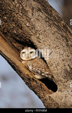 Spotted Owlet (Athene Brama) starrte aus eine Baumhöhle, Ranthambore Nationalpark, Rajasthan, Indien Stockfoto