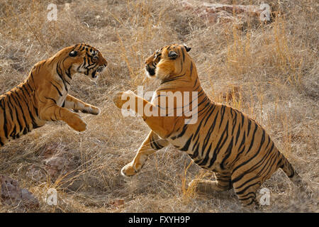 Paarung zweier zwei indischen oder Bengal Tiger (Panthera Tigris Tigris), Ranthambore Nationalpark, Rajasthan, Indien Stockfoto