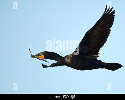 Doppel-crested Kormoran im Flug mit Stick Stockfoto