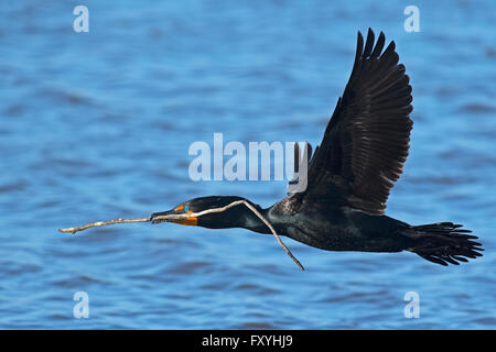 Doppel-crested Kormoran im Flug mit Stick Stockfoto