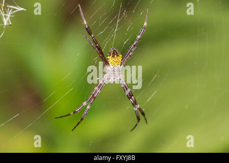 Dorsalen Oberfläche der hawaiianischen Kreuzspinne, Argiope Appensa, wie es sitzt in der Mitte seiner Web auf der Insel Maui, USA Stockfoto