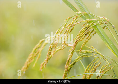Regenwasser zu reifen Reis Stockfoto