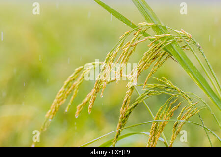 Regenwasser zu reifen Reis Stockfoto