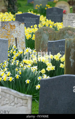 Narzissen im Kirchhof, Holt, North Norfolk, england Stockfoto