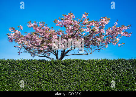 Pflaumenbaum mit rosa Blüten blühen hinter einer Hecke mit einem blauen Himmelshintergrund Stockfoto