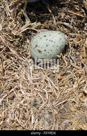 Gelb-beinigen Möwe (SP. Larus Michahellis) cyanish Ei in seinem Nest während ihrer Inkubation Stadium. Griechenland. Stockfoto