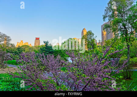 Bäume in Blüte und Skyline von Manhattan im Central Park in New York, USA. Stockfoto