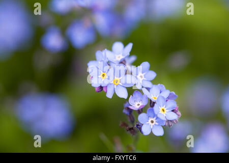 Myosotis Sylvatica. Vergiss mich nicht in einem englischen Garten. Stockfoto