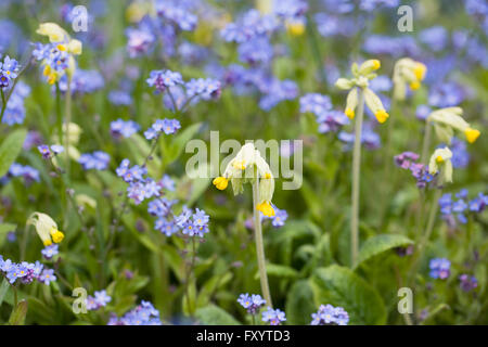 Primula Veris. Schlüsselblumen unter Vergissmeinnicht. Stockfoto