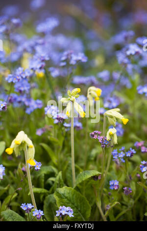 Primula Veris. Schlüsselblumen unter Vergissmeinnicht. Stockfoto