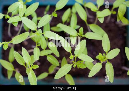 Lycopersicon Esculentum. Tomaten-Setzliste. Stockfoto